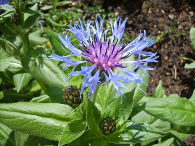 Kostenloses Foto Blaue Blumen im Garten pixelio.de